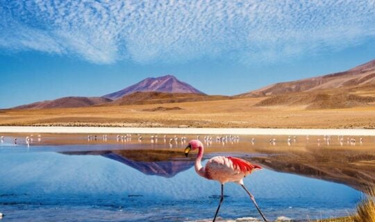 flamingos-in-water-filled-bolivia-salt-flats