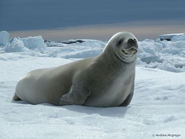 Seal-ice