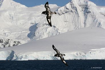 Fly-to-Antarctica