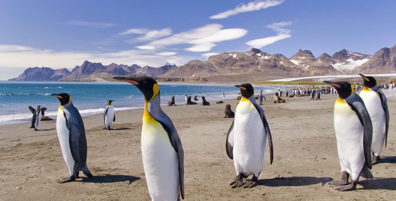 Emperor Penguins on beach