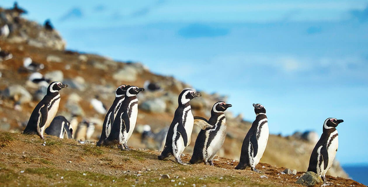 Magellanic-Penguins on rookery