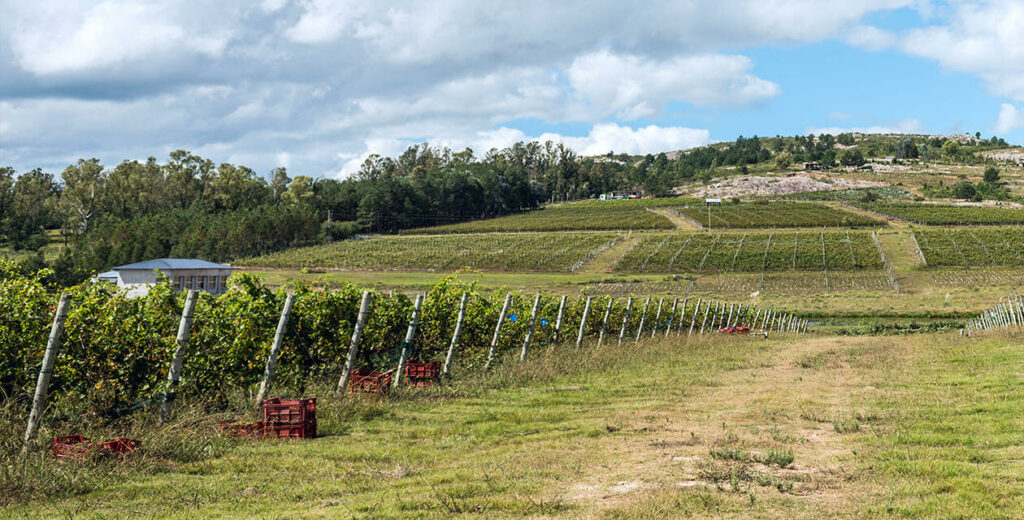 The 6 Most Authentic Wineries in Uruguay 🦋 SouthAmerica.travel
