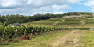 Vineyard stretching out over hill