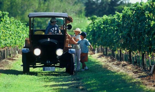 uruguay-wine-tour-in-vintage-car-through-grape-vines