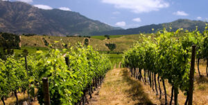 Distant hills and scenic vineyard