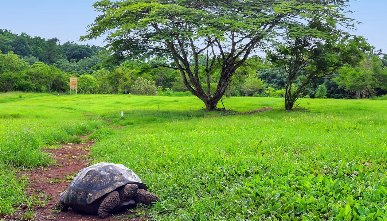 tortoise santa cruz island