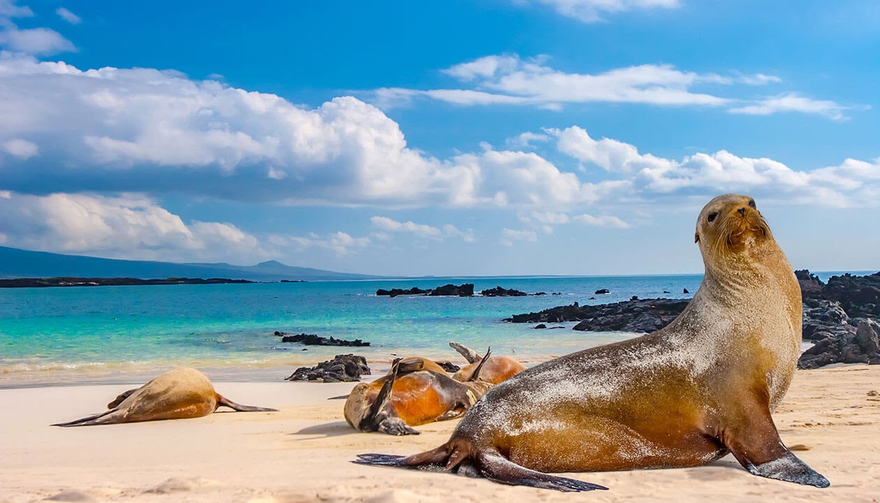 sea lions in the galapagos