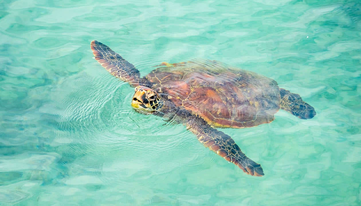 sea turtles swimming in clear green water