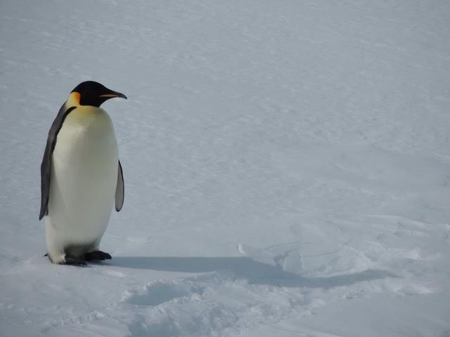 Antarctica Cruise wildlife