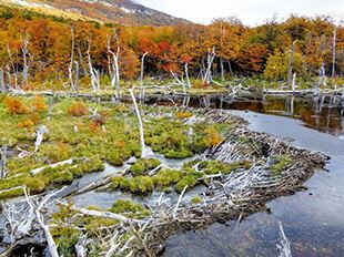 Tierra del Fuego National Park - Ushuaia Travel Guide