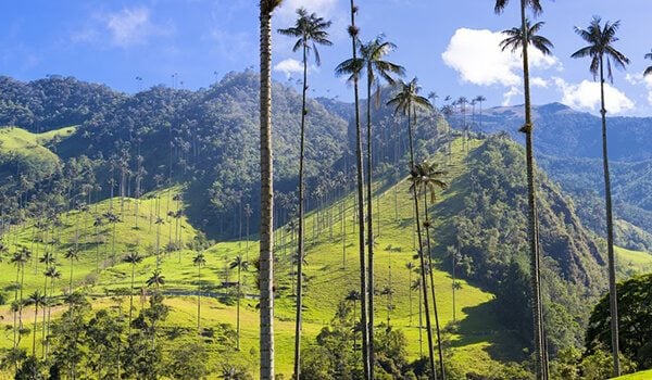 Cocora Valley - Colombia's Coffee Region 