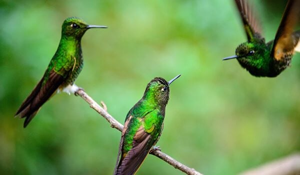 Birds in Colombia's Coffee Region - Colombia Coffee Region 