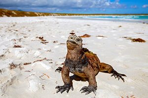 Marine Iguanas - Galapagos Legend Cruise