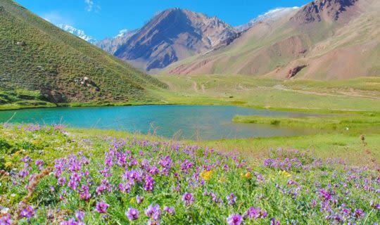 mendoza-field-and-lake-surrounded-by-wildflowers