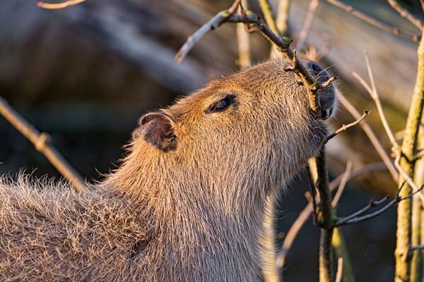 Baby-Capybara-Eating-10-amazing-facts-about-capybara