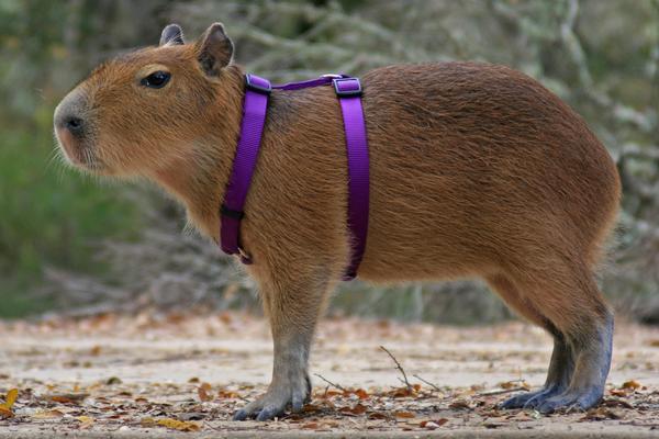 baby-Capybara-pet-10-amazing-facts-about-capybara
