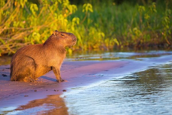 worlds-largest-rodent-10-amazing-facts-about-capybara