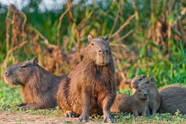 family of capybara