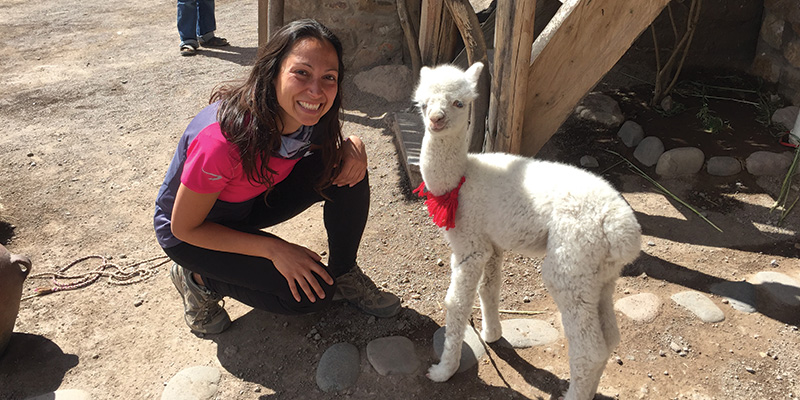 Baby Llama in Colca Canyon Peru
