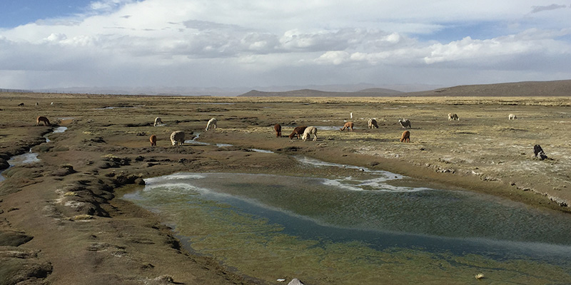 Vicunas Peru