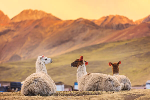 Llamas in Peru