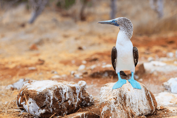 Blue Footed Boobie in South America