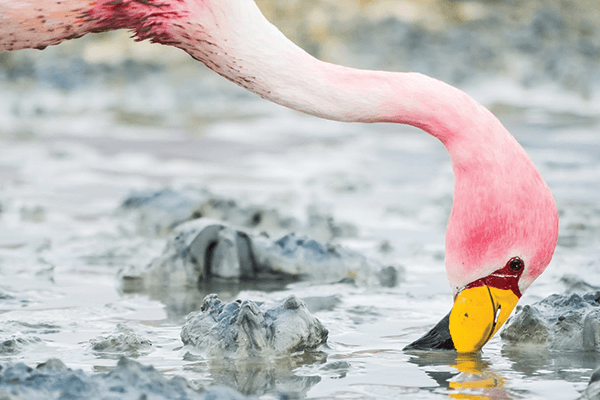 flamingo in south america
