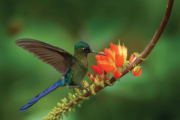 hummingbird in south america