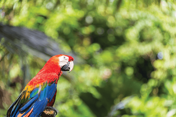 macaw in south america