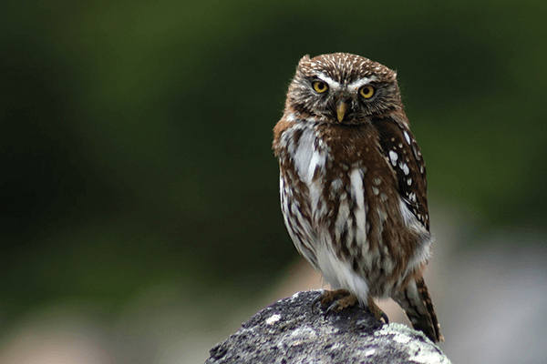 owl in south america