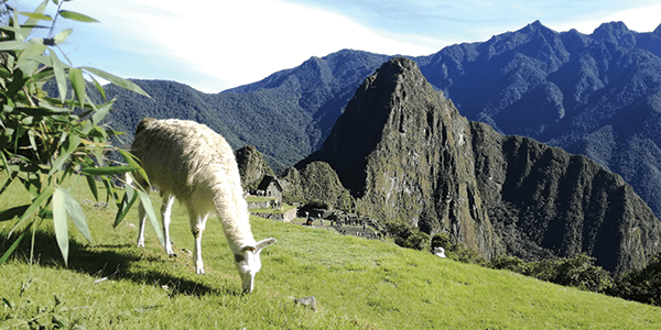 alpaca in Machu Picchu 