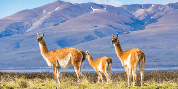 Guanaco Wildlife in Patagonia