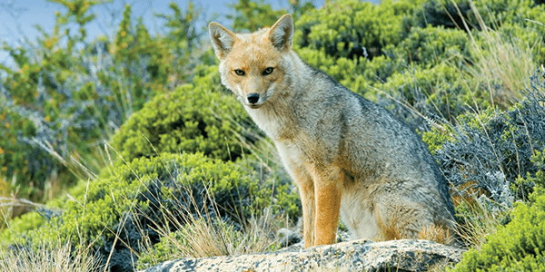 Patagonian-Fox