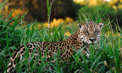 Jaguar in Pantanal, Brazil