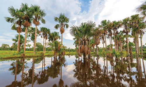 Grove of Palm Trees Nearby Leticia Colombia