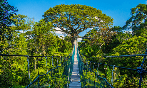 a bridge leads a path above the canopy of the lush Amazon rainforest