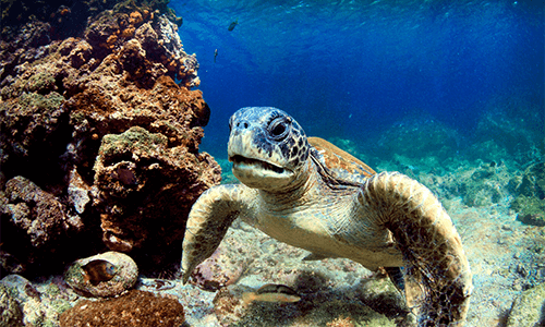 A sea turtle swims through the waters of the Galapagos Island