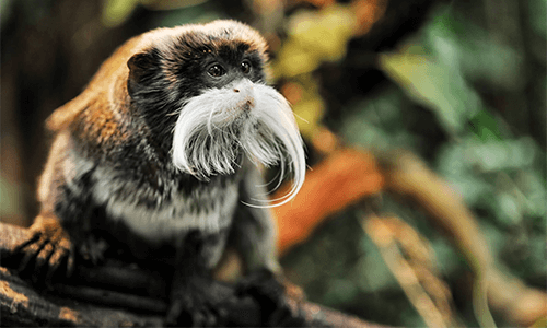 An emperor Tamarin is spotted in the Amazon Rainforest
