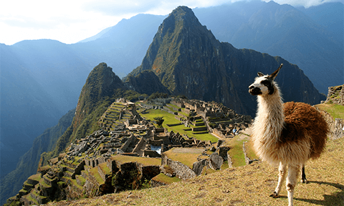 A wide view of Machu Picchu, with a Peruvian llama featured