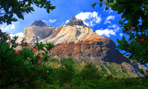 A picture amongst surrounding flora of a mountain in the Torres del Paine