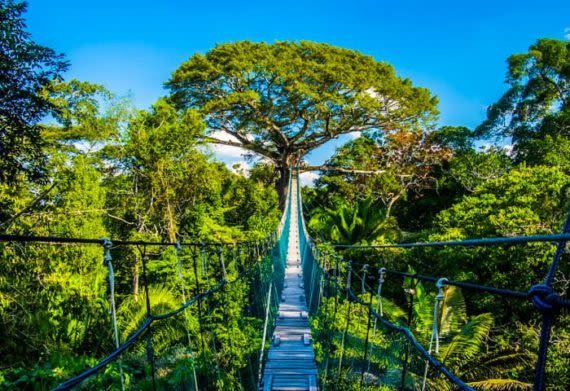 Bridge in the Amazon rainforest