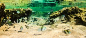 Striped fish swim underwater in Fernando de Noronha
