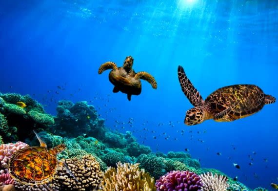 Turtles swim underwater in the Galapagos