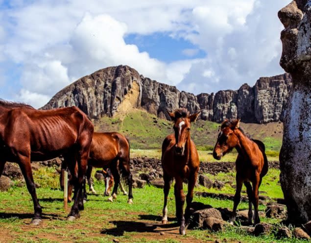 Wild horses on Easter Island