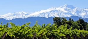 View of mountains across Mendoza vineyard
