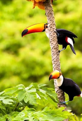 two toucans hanging to tree