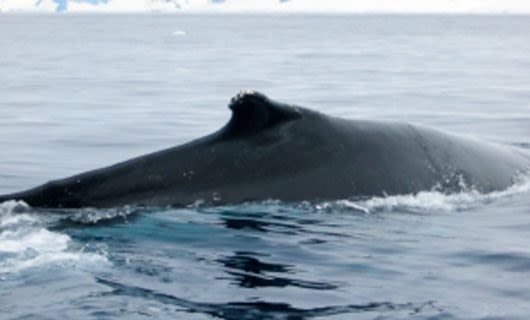Whale back sticks out of water
