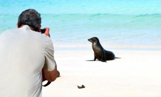 Photographer takes photo of seal on beach