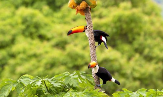 amazon-toucans-hanging-on-branch-in-jungle