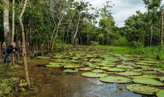 giant-lily-pads-in-peruvian-amazon-pond